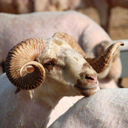 Yurtiçi Kurban Kesimleri ve Dağıtımına Başladık